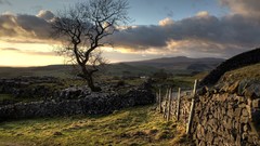 Landscapes nature Trees wall