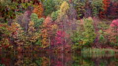 Landscapes nature Trees water autumn Plants colors lakes forests