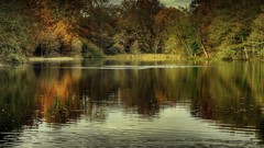 Landscapes nature Trees water clouds autumn Green Birds grove 