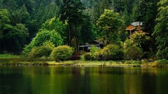 Landscapes nature Trees water forests