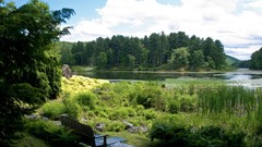 Landscapes nature Trees water Green bench