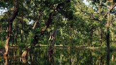 Landscapes nature Trees water Green calm Plants lagoon nepal 
