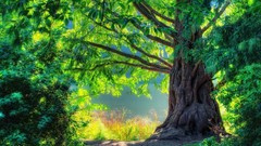 Landscapes nature Trees water Green dreamy forests