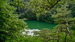 Landscapes nature Trees water Green lakes