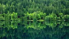 Landscapes nature Trees water Green lakes reflections crescent 