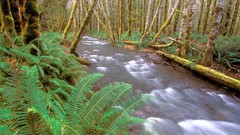 Landscapes nature Trees water Green wet rivers forests wildlife 