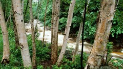 Landscapes nature Trees water jungle wet rivers forests 