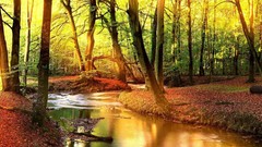 Landscapes nature Trees water outdoors