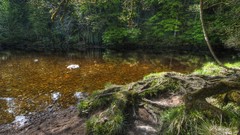 Landscapes nature Trees water Plants lakes forests crystalline