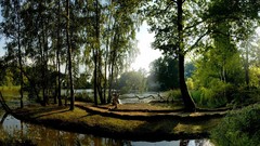Landscapes nature Trees water reflections sunlight