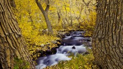 Landscapes nature Trees water rivers forests