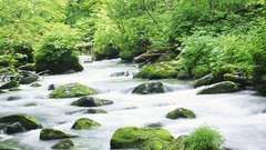 Landscapes nature Trees water rocks rivers forests