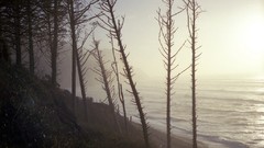 Landscapes nature Trees water sea shorelines