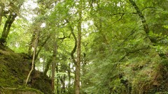 Landscapes nature Trees waterfalls