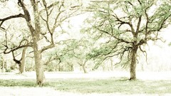 Landscapes nature Trees white lighting