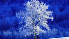 Landscapes nature Trees winter