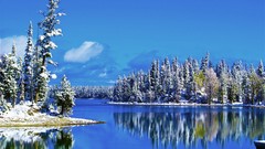 Landscapes nature Trees winter