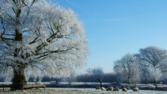 Landscapes nature Trees winter