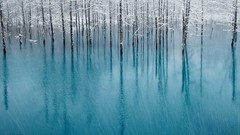 Landscapes nature Trees winter blue ice Frozen national 
