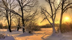 Landscapes nature Trees winter branches HDR Photography