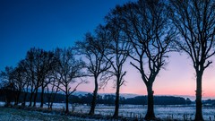 Landscapes nature Trees winter dawn morning frost Norway fields