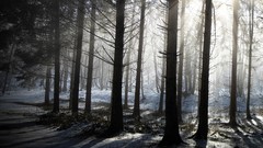 Landscapes nature Trees winter forests