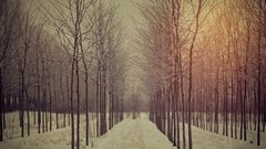 Landscapes nature Trees winter forests