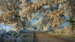 Landscapes nature Trees winter frost roads paths scenic
