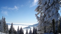 Landscapes nature Trees winter HDR Photography
