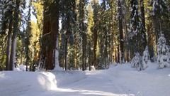 Landscapes nature Trees winter HDR Photography
