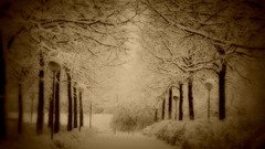 Landscapes nature Trees winter HDR Photography