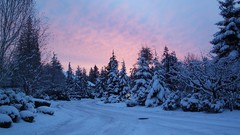 Landscapes nature Trees winter HDR Photography