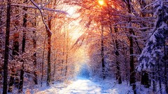 Landscapes nature Trees winter HDR Photography