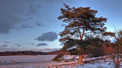 Landscapes nature Trees winter HDR Photography