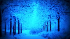 Landscapes nature Trees winter HDR Photography