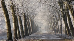 Landscapes nature Trees winter HDR Photography