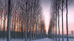 Landscapes nature Trees winter HDR Photography