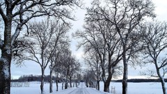 Landscapes nature Trees winter HDR Photography
