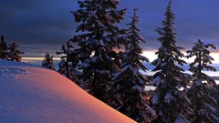 Landscapes nature Trees winter HDR Photography