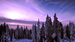 Landscapes nature Trees winter HDR Photography