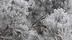 Landscapes nature Trees winter HDR Photography