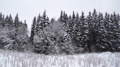 Landscapes nature Trees winter HDR Photography