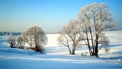 Landscapes nature Trees winter HDR Photography