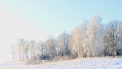 Landscapes nature Trees winter HDR Photography