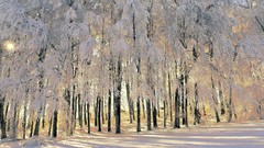 Landscapes nature Trees winter HDR Photography