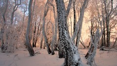 Landscapes nature Trees winter light Czech Republic forests
