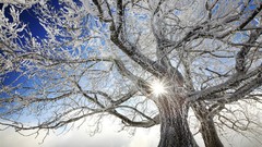 Landscapes nature Trees winter Mountains morning view