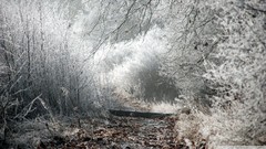 Landscapes nature Trees winter paths
