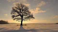 Landscapes nature Trees winter shadows