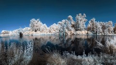 Landscapes nature Trees winter water white lakes